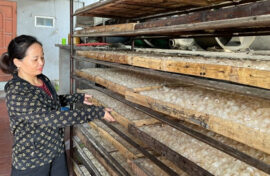 Lò sấy long nhãn